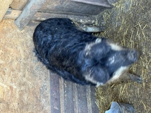 Porc mangalita de tăiat 100 kg 