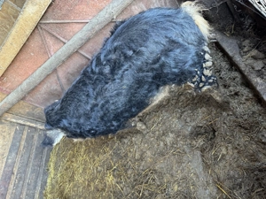 Porc mangalita de tăiat 100 kg  - imagine 3