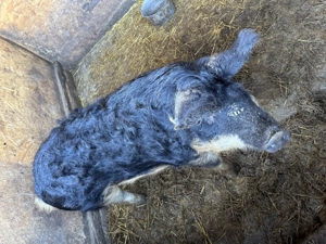 Porc mangalita de tăiat 100 kg  - imagine 2