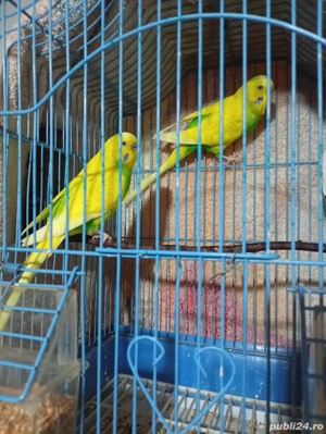 Vând peruși  - imagine 2