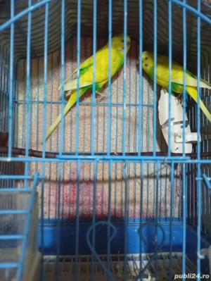 Vând peruși  - imagine 3