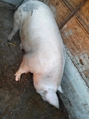 De vânzare porci pentru Crăciun 