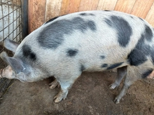 De vânzare porci pentru Crăciun  - imagine 2