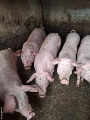 Porci Landrace - imagine 2