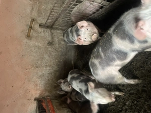 Vând porci de la 50 la 400 kg - imagine 2