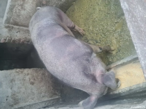 Vand porci - imagine 5