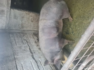 Vand porci - imagine 4