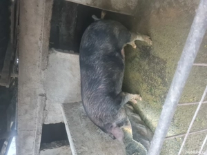 Vand porci - imagine 2