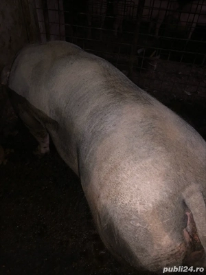 porc 300 kg - imagine 2