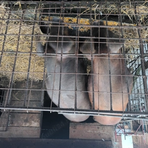 Porci de vânzare Duroc  - imagine 3