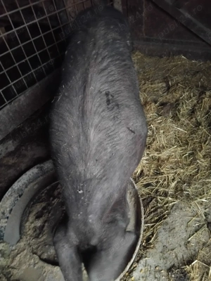 Scroafa 180 kg nu o fatat nikiodata