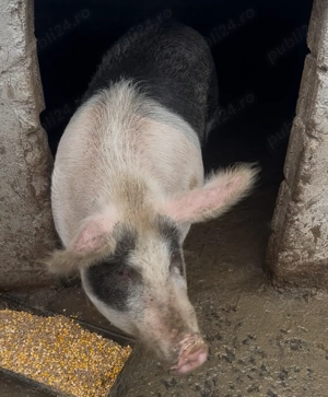Porci de vanzare - imagine 3