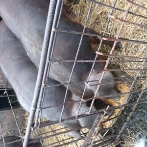 Porci de vânzare Duroc  - imagine 4