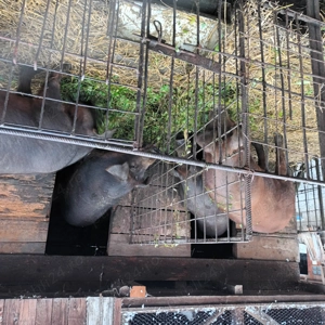 Porci de vânzare Duroc  - imagine 2