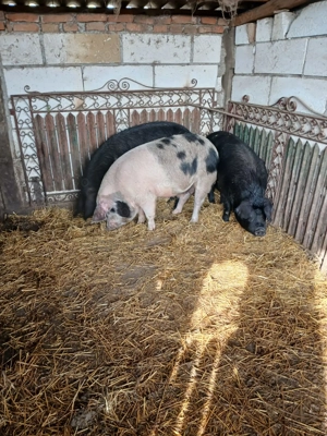 Porci de tara 17 lei 