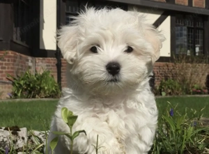 Mascul Bichon maltez