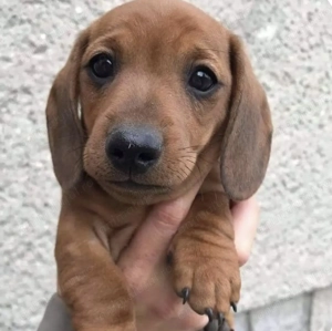 Teckel roșcat 1000 lei