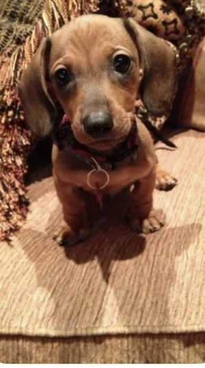 Teckel roșcat 1000 lei - imagine 2