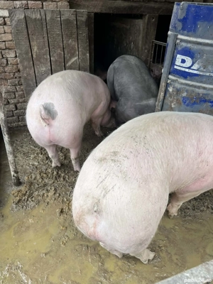 porci  150-300kg rada - imagine 2