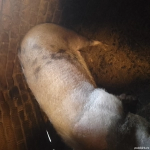 porc pentru Crăciun 