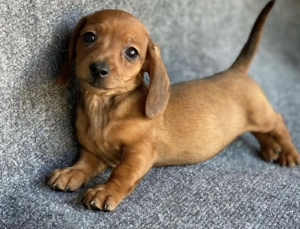 Teckel pitic 1200 lei - imagine 2