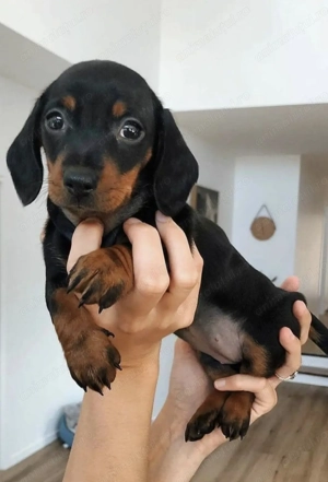 Teckel pitic 1200 lei