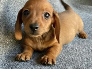 Teckel pitic 1200 lei - imagine 4