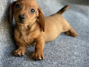 Teckel pitic 1200 lei - imagine 3