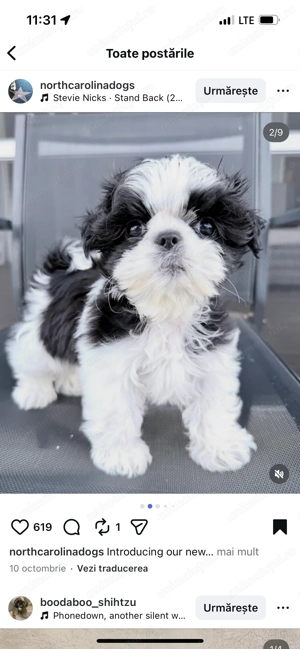 Bichon havanez sueprbi