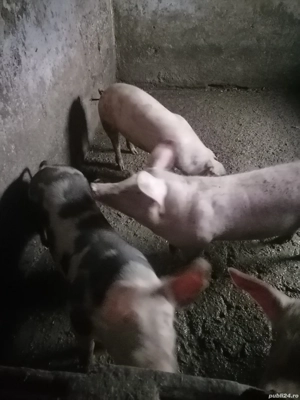 vand porci  intre 80-90 kg sau carcasa si jumatate de carcasa 