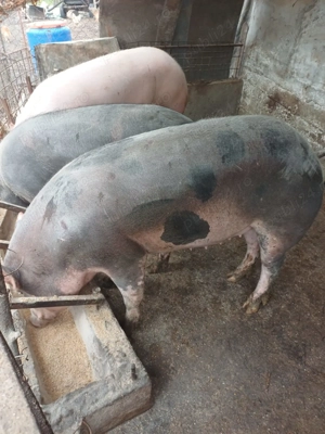 Porci de vânzare .15 lei kg