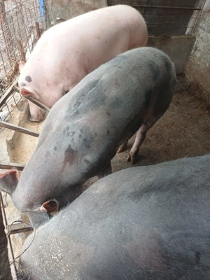 Porci de vânzare .15 lei kg - imagine 2