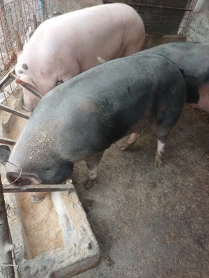 Porci de vânzare .15 lei kg - imagine 3