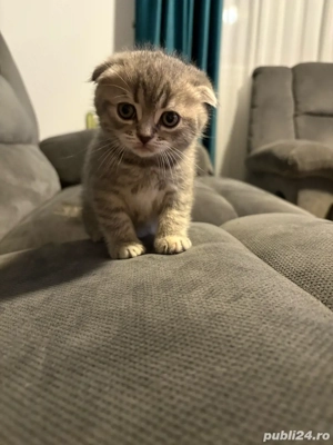 3 pui pisica british scottish fold - imagine 5