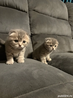 3 pui pisica british scottish fold - imagine 4