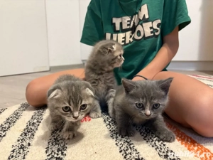 3 pui pisica british scottish fold