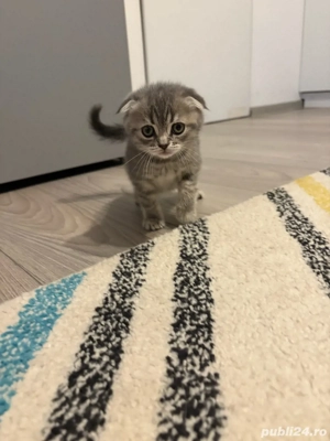 3 pui pisica british scottish fold - imagine 3