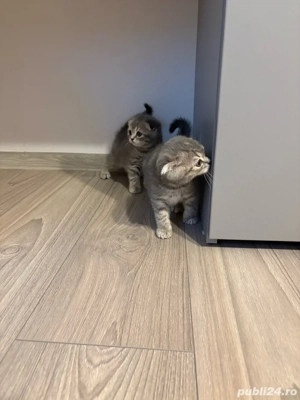 3 pui pisica british scottish fold - imagine 2