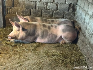 Vând porci pentru sacrificare! - imagine 3
