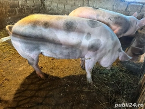 Vând porci pentru sacrificare!