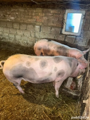 Vând porci pentru sacrificare! - imagine 4