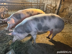 Vând porci pentru sacrificare! - imagine 2