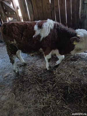 Tăuraș de vânzare 