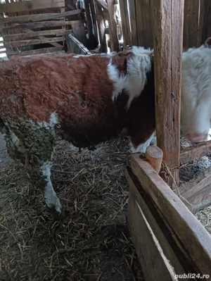 Tăuraș de vânzare  - imagine 2