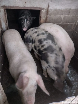 Vând porc - imagine 2