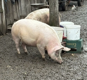 Vând Porci Pietrari 