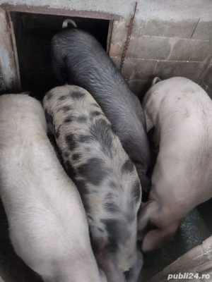 Vând porci de carne - imagine 4