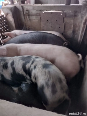 Vând porci de carne - imagine 2