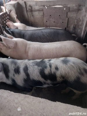 Vând porci de carne