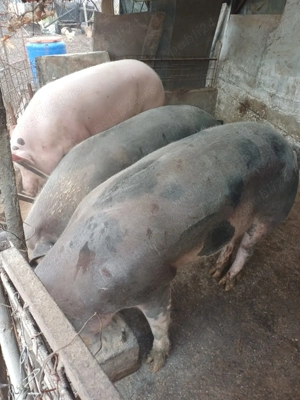 Porci de vânzare. 15 lei kg